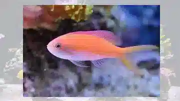 Carberry Anthias 