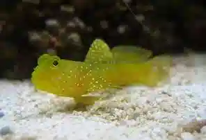 Yellow Watchman Shrimpgoby
