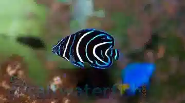 Koran Angelfish: Juvenile