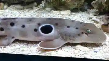 Epaulette Shark