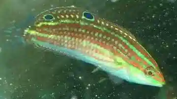 Christmas Wrasse - Hawaii