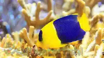 Bicolor Angelfish - Fiji