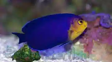 Pygmy Angelfish