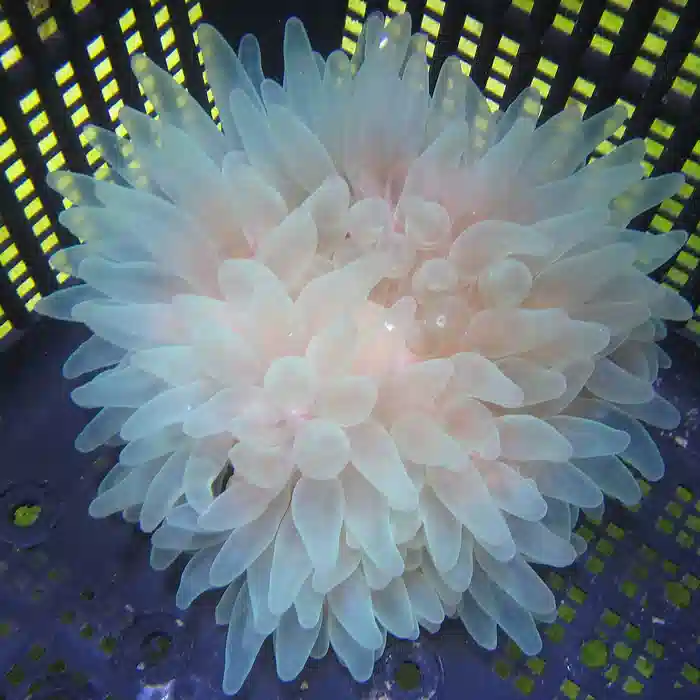 Bubble Tip Anemone: Color Purple Base