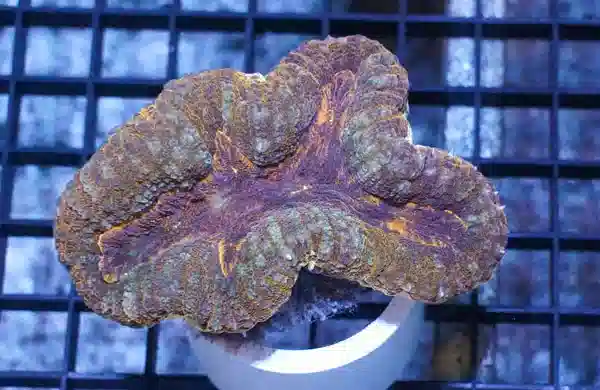 Lobophyllia Brain Coral: Orange - Central Pacific