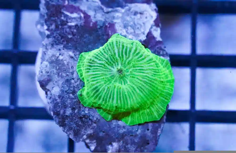 Mushroom Coral: Fluorescent Green