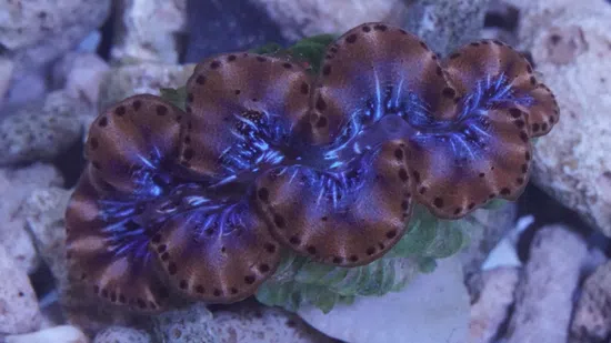 Maxima Clam - Fiji