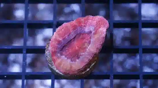 Acan Bowerbanki : Ultra Color - Australia