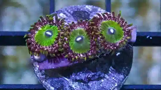 Zoanthid Green Goblin - Aquacultured