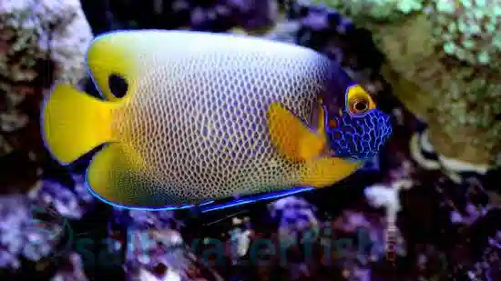 Blueface Angelfish