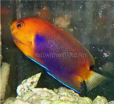 Fisher's Angelfish - Hawaii