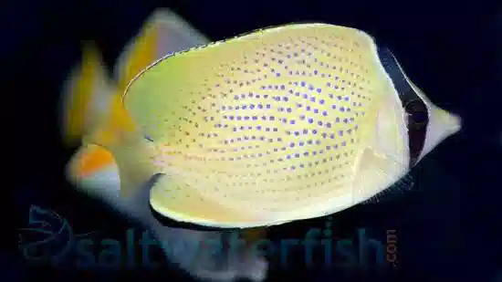 Speckled Butterflyfish - Super Special