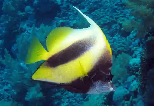 Red Sea Heniochus