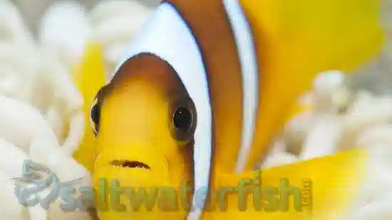 Bicinctus Clownfish - Red Sea