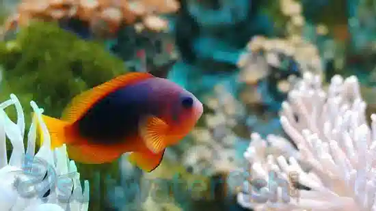 Fire Clownfish - Wild