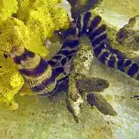 Banded Moray Eel