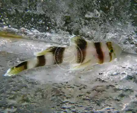 Circus Goby