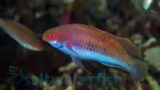 Yellow-Flanked Fairy Wrasse: Male