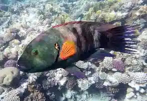 Broomtail Wrasse - Red Sea