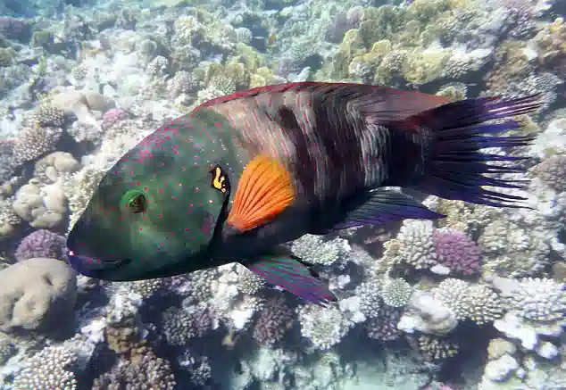 Broomtail Wrasse - Red Sea