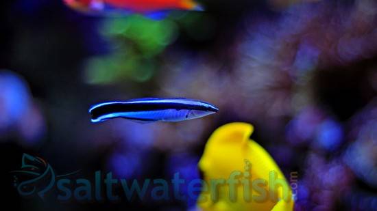 Cleaner Wrasse - Africa