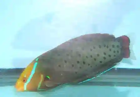 Formosa Wrasse