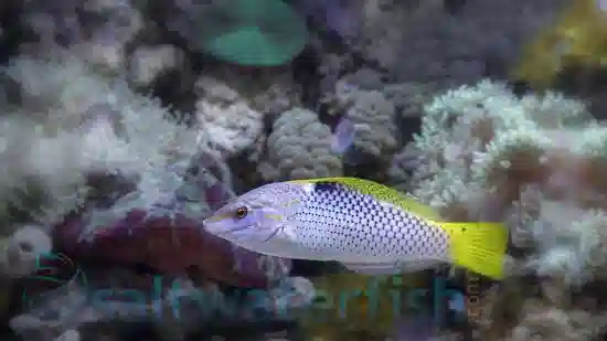 Checkerboard Wrasse