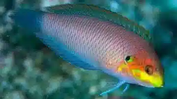 Moyer's Leopard Wrasse