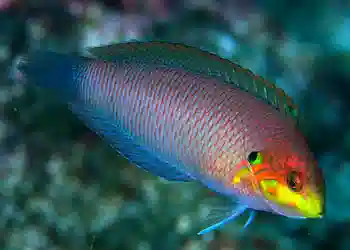 leopard wrasse