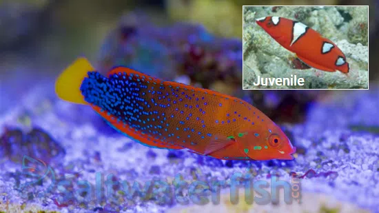 Red Coris Wrasse: Juvenile