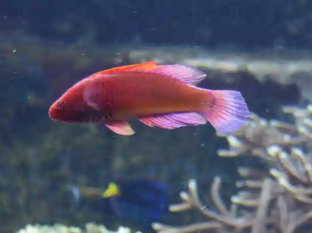 Rosy Scales Fairy Wrasse: Male