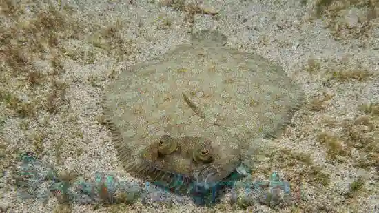 Sand Flounder