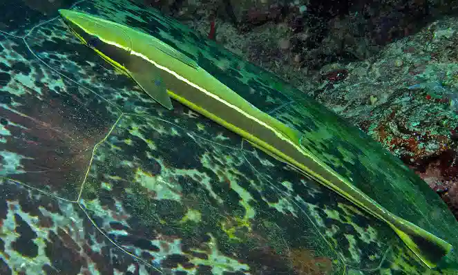 Remora Sharksucker - Gold