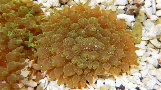 Bubble Tip Anemone - Snowflake Acid Wash