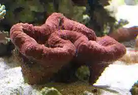 Lobophyllia Brain: Red