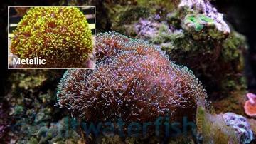 Galaxea Coral: Green