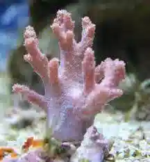 Finger Leather Coral