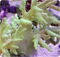 Finger Leather Coral: Green
