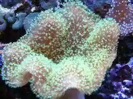 Umbrella Leather Green Polyp - Central Pacific