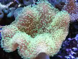 Umbrella Leather Green Polyp - Central Pacific