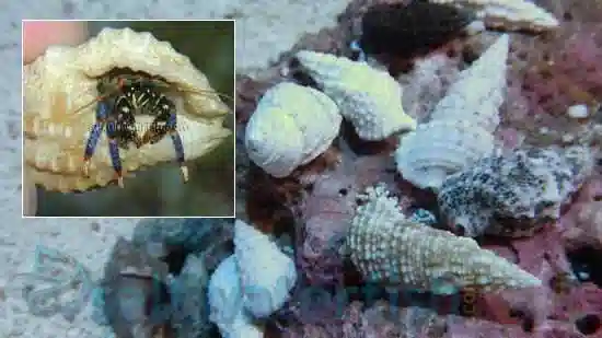 Blue Leg Reef Hermit Crab - Atlantic 