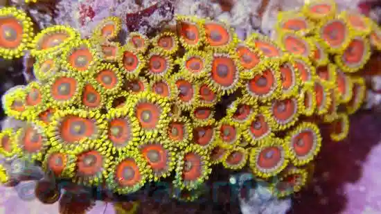 Colony Rock (Zoanthid): Eagle Eye