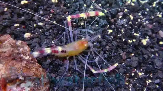 Gold Coral Banded Shrimp