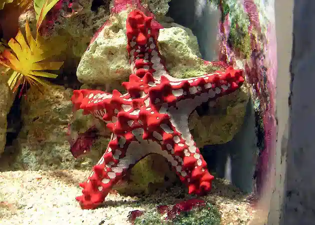 African Starfish - Red