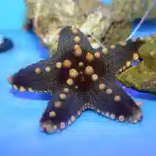 General Starfish: Color