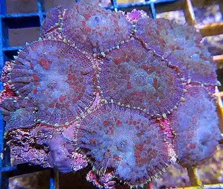 Bullseye Mushroom Coral: Purple & Green