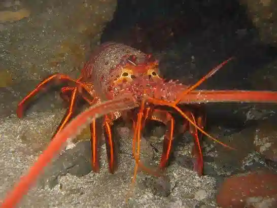 Orange Spiny Lobster