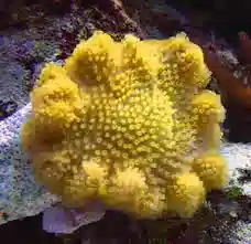 Yellow Leather Coral - Tonga