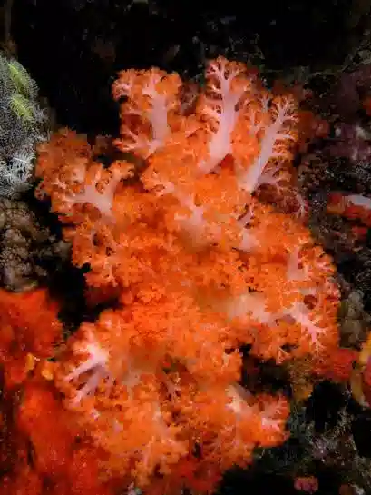 Carnation Coral: Red / Orange