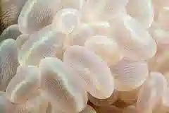 Bubble Coral - Tonga